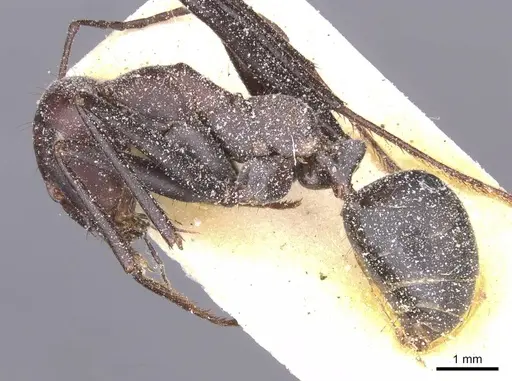 Cataglyphis pilisquamis specimen