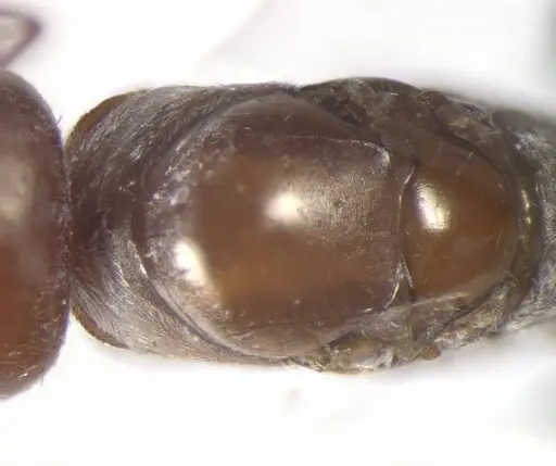 Cataglyphis rosenhaueri specimen