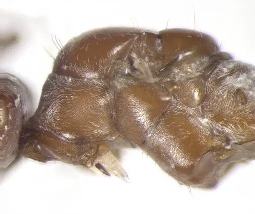 Cataglyphis rosenhaueri specimen