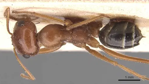 Cataglyphis rosenhaueri - CASENT0905717