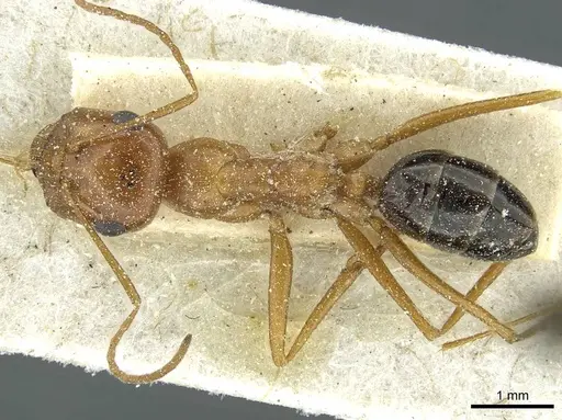 Cataglyphis rosenhaueri - CASENT0912223