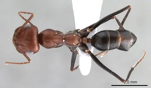 Cataglyphis rubra specimen