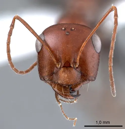 Cataglyphis rubra specimen