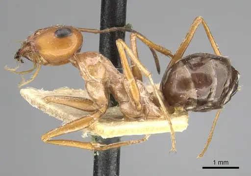 Cataglyphis rubra - CASENT0249887