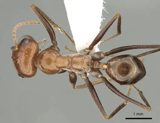 Cataglyphis rubra - CASENT0280328