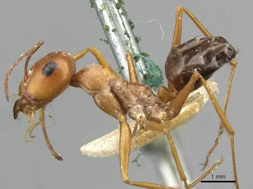 Cataglyphis rubra - CASENT0911102