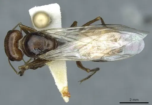 Cataglyphis rubra - CASENT0912172