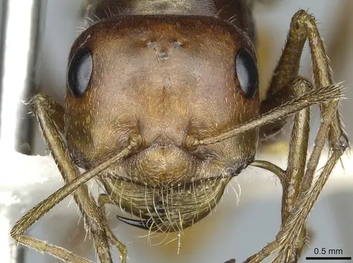 Cataglyphis rubra - CASENT0912172