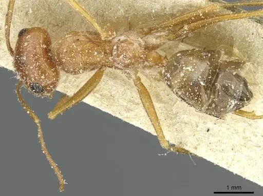 Cataglyphis rubra - CASENT0912224