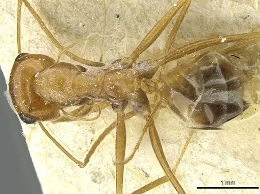 Cataglyphis rubra - CASENT0912225