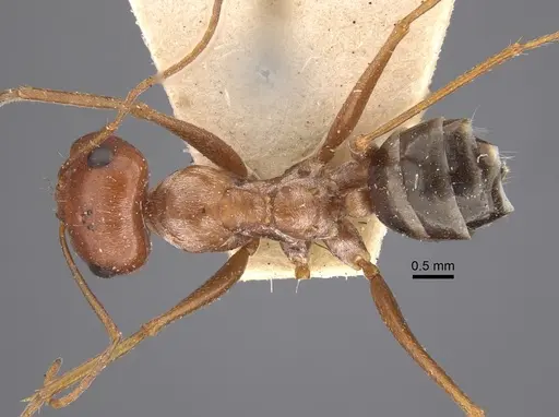 Cataglyphis rubra - CASENT0917875