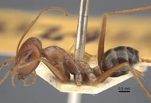 Cataglyphis rubra - CASENT0917875