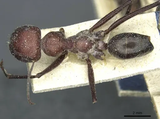 Cataglyphis saharae specimen