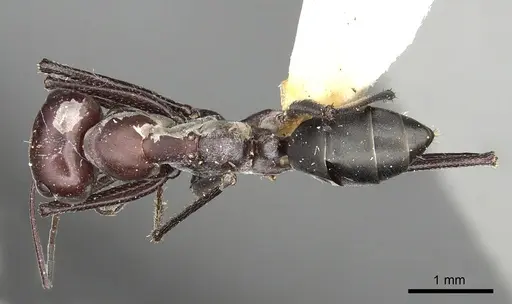 Cataglyphis savignyi specimen