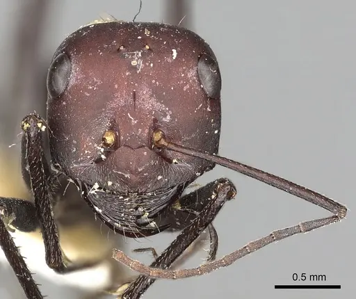 Cataglyphis savignyi specimen