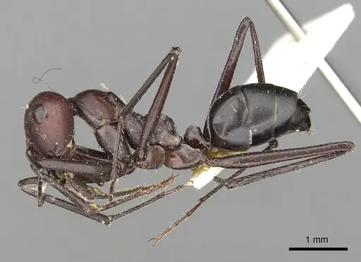 Cataglyphis savignyi specimen