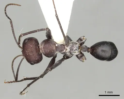 Cataglyphis savignyi - CASENT0249848