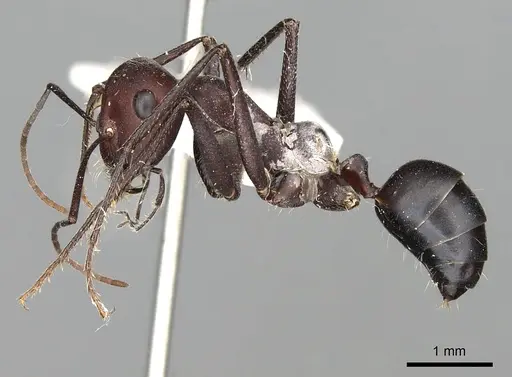 Cataglyphis savignyi - CASENT0249848