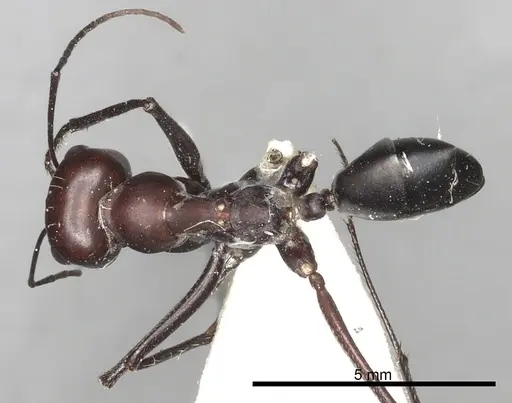 Cataglyphis savignyi - CASENT0249849