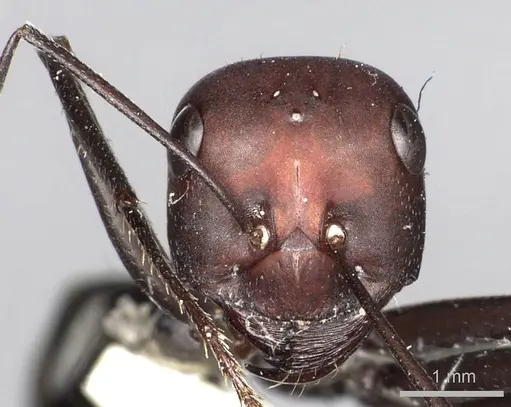 Cataglyphis savignyi - CASENT0249849