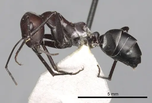 Cataglyphis savignyi - CASENT0249849