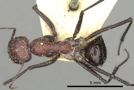 Cataglyphis savignyi - CASENT0249854