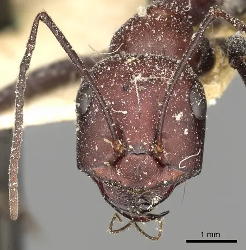 Cataglyphis savignyi - CASENT0249854