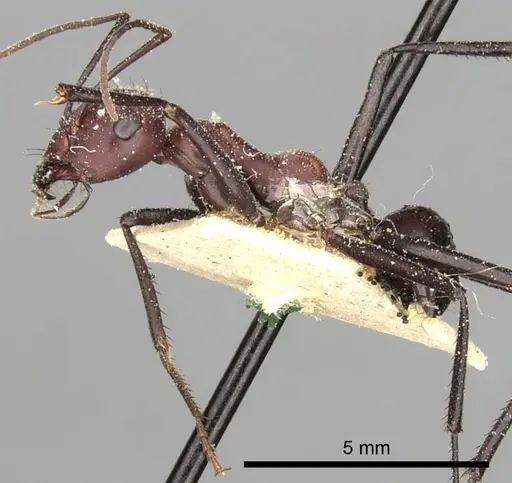 Cataglyphis savignyi - CASENT0249854