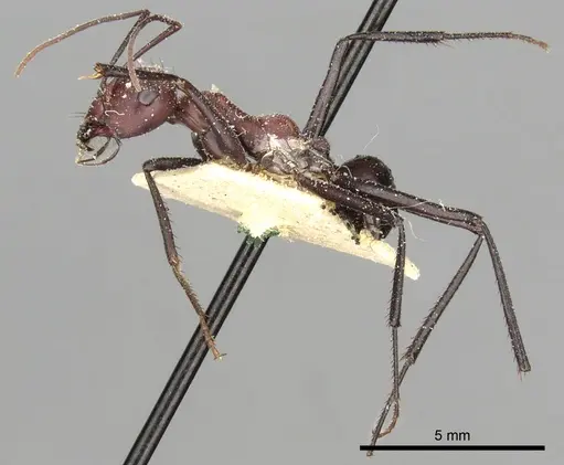 Cataglyphis savignyi - CASENT0249854