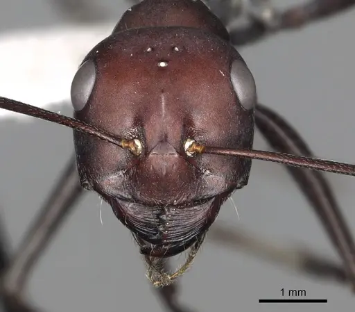 Cataglyphis savignyi - CASENT0280331