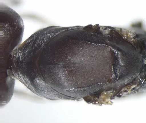 Cataglyphis savignyi - CASENT0823303