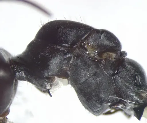 Cataglyphis savignyi - CASENT0823303