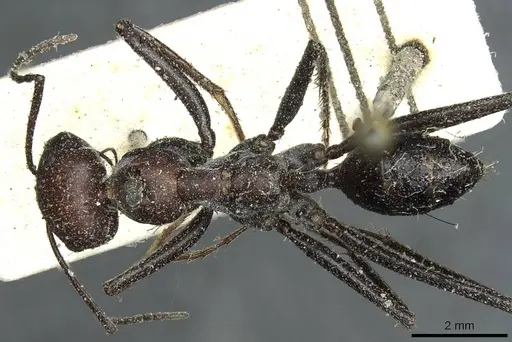 Cataglyphis savignyi - CASENT0912229