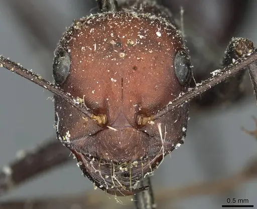 Cataglyphis savignyi - CASENT0912229