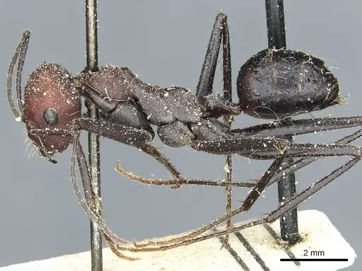 Cataglyphis savignyi - CASENT0912229