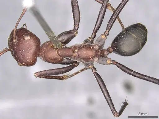 Cataglyphis savignyi - CASENT0915501