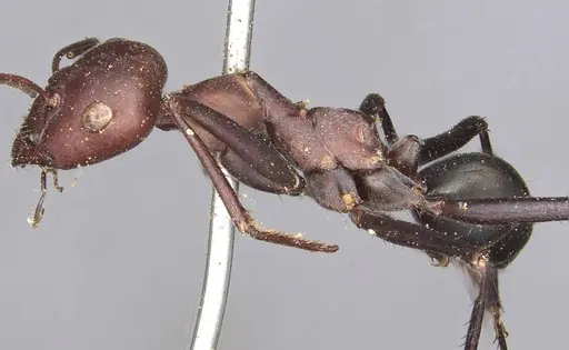 Cataglyphis savignyi - CASENT0915501