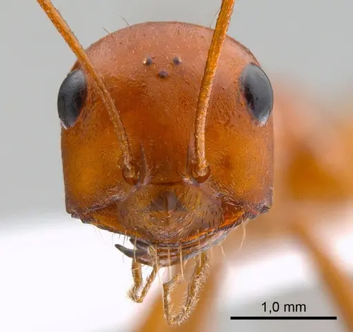 Cataglyphis setipes specimen