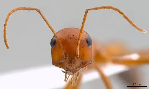 Cataglyphis setipes specimen