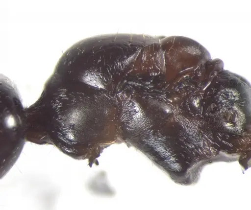 Cataglyphis theryi specimen