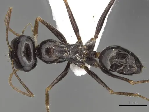 Cataglyphis theryi - CASENT0915502