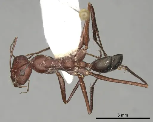 Cataglyphis urens specimen