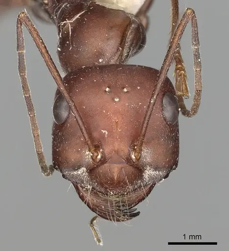 Cataglyphis urens specimen