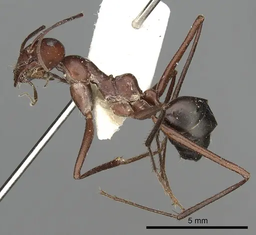 Cataglyphis urens specimen