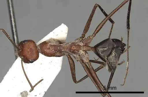 Cataglyphis urens - CASENT0249845