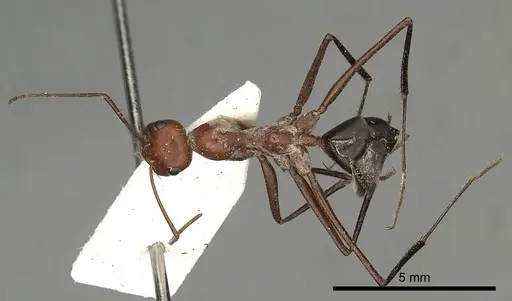 Cataglyphis urens - CASENT0249845