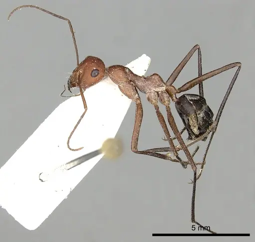 Cataglyphis urens - CASENT0249845