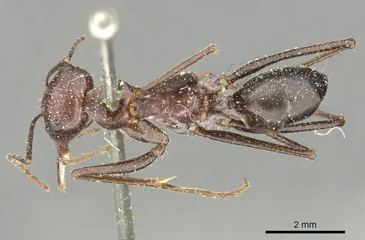 Cataglyphis urens - CASENT0249846