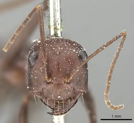 Cataglyphis urens - CASENT0249846