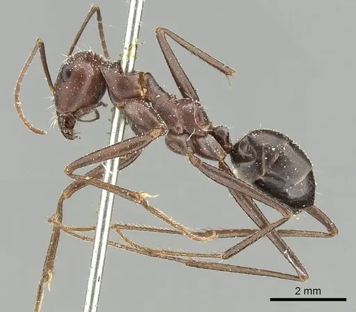 Cataglyphis urens - CASENT0249846